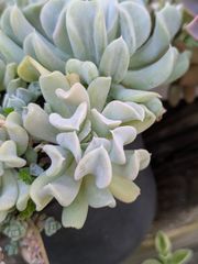多肉植物 トップシータービー - メルカリ