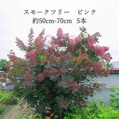 スモークツリー苗・苗木（ピンクエンジェル）5号鉢B - メルカリ