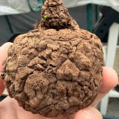 ステファニア・スベローサレア種美株￼ - メルカリ
