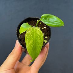 MONSTERA DEVILMONSTERモンステラ デビルモンスター ボトム茎 - メルカリ
