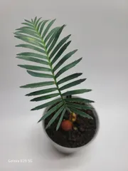 ディオーン カリファノイ 実生苗！！◆Dioon califanoiのサムネイル