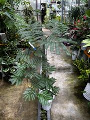 4【テーブルヤシ 約200cm】超大型観葉植物｜南国リゾート｜ - メルカリ