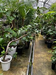 茨城県取手市引き取り限定　アボカドの苗木 鉢植え ６本セット 茨城県取手市引き取り限定 アボカド 苗木 鉢植え 6本セット - メルカリ