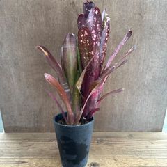 ネオレゲリア・ハウジット リサタグ付き タンクブロメリア 熱帯植物