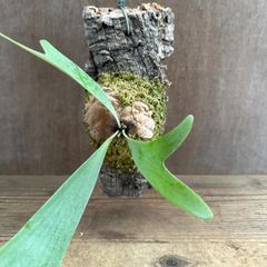 胡蝶蘭 原種 交配種 激レア 入手困難phal.lueddemanniana - メルカリ