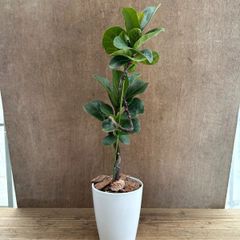 珍しい樹形Beaucarnea recurvata 実生トックリラン 古木 - メルカリ