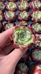 セール中　ブラックナイト　105苗セット　土・根付き　美苗　エケベリア　多肉植物　佐川発送　X859