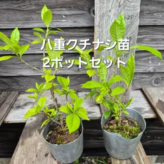 クチナシ2株セットのサムネイル