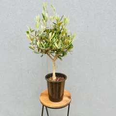 ［現品］31番　創樹　オリーブ　ミッション　4号　観葉植物　小型　ベランダ　SOUJU オリーブの木のサムネイル