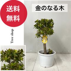 縁起の良い多肉植物「金のなる木」木」（写真R8年5月撮影） - メルカリ