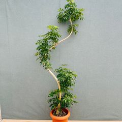 現品］※売約済※ ☆一点限り☆ 50番 ドラセナ コルジリネ 白雲 観葉植物