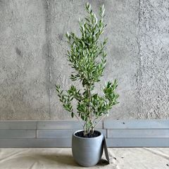 良品。オリーブ シプレッシーノ1.7M(鉢底から)品番E - メルカリ
