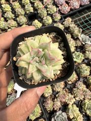 Z002 激レア種！Syzygium jiewhoei シジギウム イエウホエイ - メルカリ