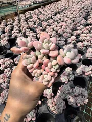 多肉植物　Z6082　ラクジン　18株　抜き苗　エケベリア　セダム　アエオニウム　韓国苗　寄せ植え　詰め合わせ