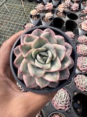 Top【選抜株】多肉植物 265262チーズブルーベリー 35個 鉢無し/脱土