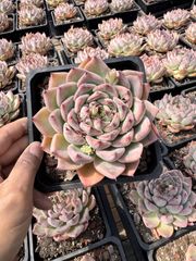 Top【選抜株】多肉植物 12475ロビン 40個 鉢無し/脱土 - メルカリ