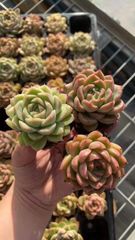 Top【選抜株】多肉植物 25699ポトシナ 40個 鉢無し/脱土 - メルカリ