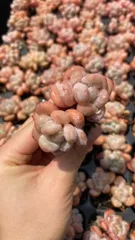 新入荷　オレンジ　鮮やかな72苗セット　土と根付き　多肉植物　エケベリア　セダム　韓国苗　詰め合わせ　寄せ植え　J0303