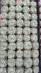 新入荷　ルナレン　鮮やかな50苗セット　土と根付き　多肉植物　エケベリア　セダム　韓国苗　詰め合わせ　寄せ植え　J0317