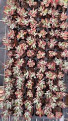 新入荷 リラ 鮮やかな105苗セット 土と根付き 多肉植物 エケベリア