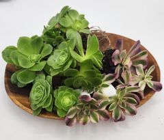 ①多肉植物／アエオニウム／ピンクウィッチ／抜き苗／第四種郵便→土日