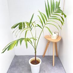 ［現品］【希少】9番　マニラヤシ 斑入り　観葉植物　大型　室内　8号　プラ鉢 現品］【希少】9番 マニラヤシ 斑入り 観葉植物 大型 室内 8号 プラ鉢