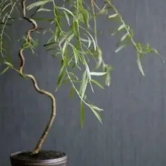 枝垂れ柳　苗のサムネイル