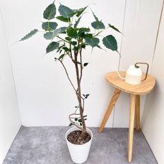 最安！フィカス ウンベラータ 気根 170cm 8号 花屋店舗管理商品！ 最安！フィカス ウンベラータ 気根 170cm 8号 花屋店舗管理商品