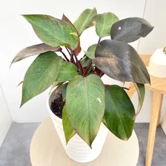 フィロデンドロン　ピンクプリンセス【現品】観葉植物　室内　7号のサムネイル