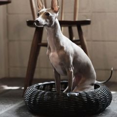 ボルガバスケット ペットベッド S 犬 猫 かごベッド 天然素材 - メルカリ