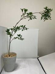 ロシアンオリーブ 苗木 陶器鉢つき - メルカリ