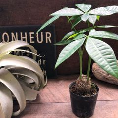 観葉植物 プランターごと まとめ売り ヤマト便発送 - メルカリ