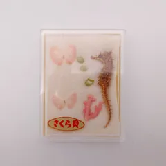 37 사쿠라 조개 해마 표본 세트