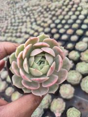Top【選抜株】多肉植物 265473グラベオレンス 24個 鉢無し/脱土 - メルカリ