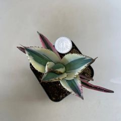 多肉植物 竜神木 福禄(レア) 抜き苗 根付き - メルカリ