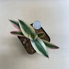 多肉植物 竜神木 福禄(レア) 抜き苗 根付き - メルカリ