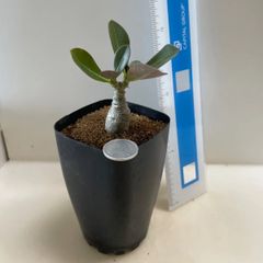 多肉植物 竜神木 福禄(レア) 抜き苗 根付き - メルカリ