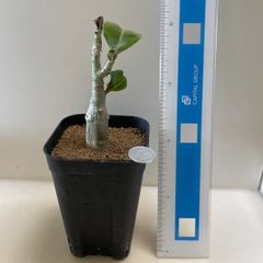多肉植物 竜神木 福禄(レア) 抜き苗 根付き - メルカリ