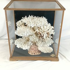 美品 珊瑚礁 置物 ガラスケース入り 特大 48cm - メルカリ