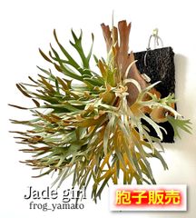 P.Willinckii Dwarf Photharam Sporeling - メルカリ