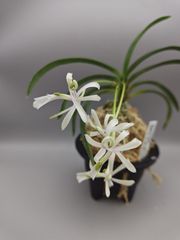 富貴蘭 椿 極希少種で赤花 滅多に手に入らない種 - メルカリ