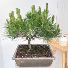 鉢植えのままでも楽しめて、盆栽仕立てにも向きます。」アカマツの苗木 鉢植えのままでも楽しめて、盆栽仕立てにも向きます。」アカマツの苗木