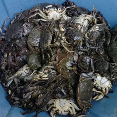 냉동 모쿠즈 크랩 미끼 1kg (보너스 포함)