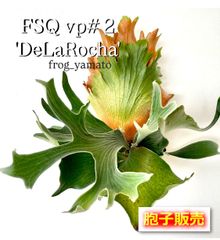 P. FSQ vp#2 De La Rocha デラロッチャ ビカクシダ - メルカリ