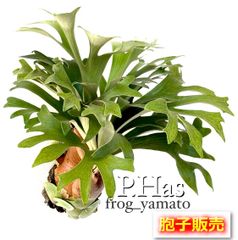 P.hillii cv.Helios （spore)ヒリーヘリオス（胞子培養株） - メルカリ