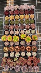 エケベリア 多種多様 100個以上セット 多肉盛り合わせ - メルカリ