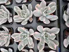 新入荷　50株の抜き苗セット　ピーコッキーベイカー錦　多肉植物　佐川急便発送　エケベリア　セダム　韓国苗　Z6546のサムネイル