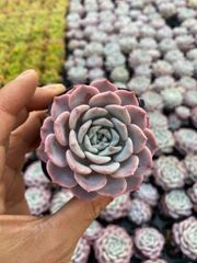 Top【選抜株】多肉植物 362199ゴールドフィッシュ 24個 鉢無し/脱土