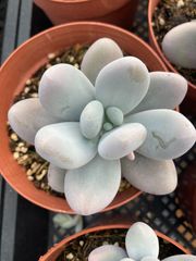 多肉植物 ビューティーミウル 韓国苗 2カット - メルカリ
