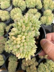 Top【選抜株】多肉植物 362008エケベリア プリン錦 35個 鉢無し/脱土